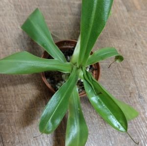 Nepenthes Alta pitcher plant ( 2in.pot)